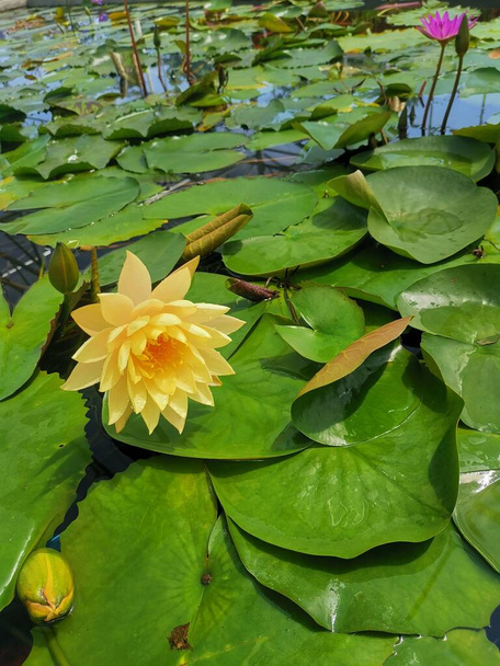 beautiful lotus flower in the pond - Foto, Imagem