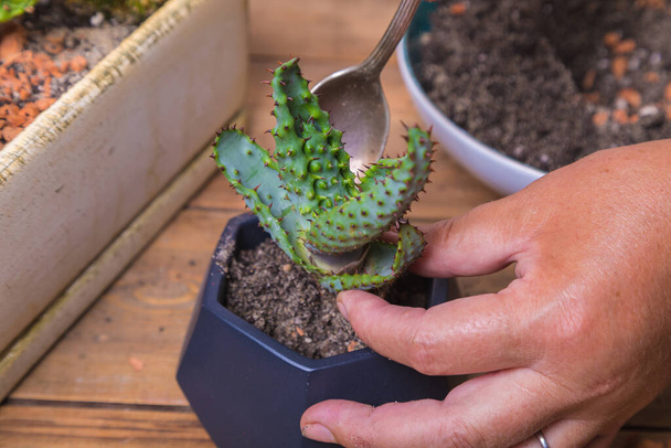 A woman transplants a cactus flower into a small figured flower pot. - Zdjęcie, obraz