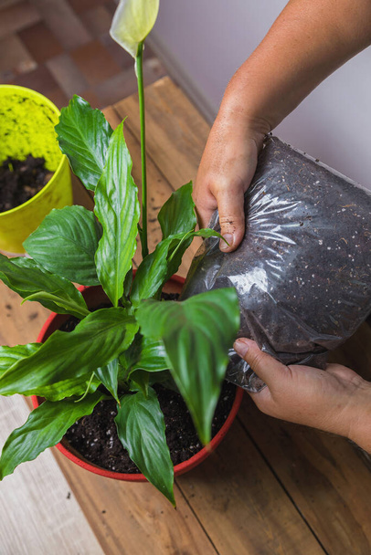 A woman transplants a spathiphyllum flower into a square flower pot. - Photo, Image