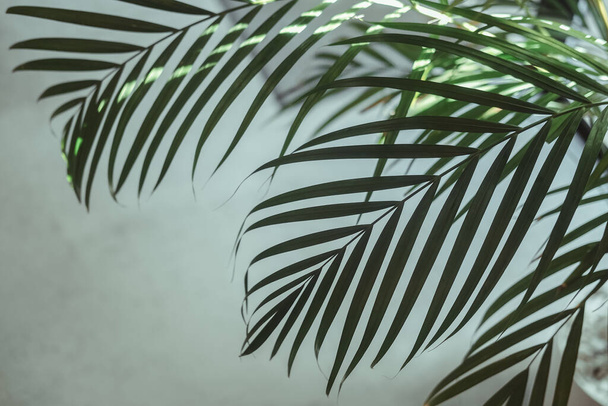 Palm tree leaves against white wall. Creative colorful minimalism. Copy space for text - Foto, Bild