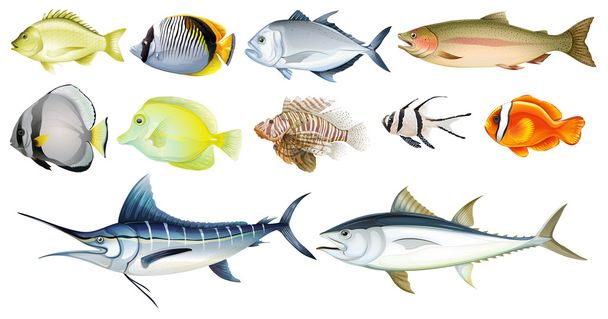異なる魚 - ベクター画像