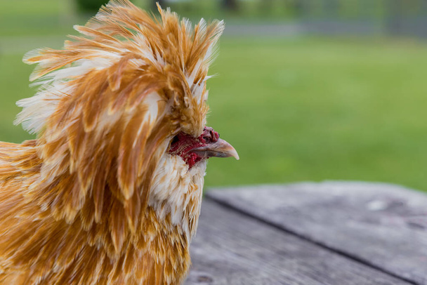 Portret kurczaka padovana z długim czerwonym dachem. - Zdjęcie, obraz