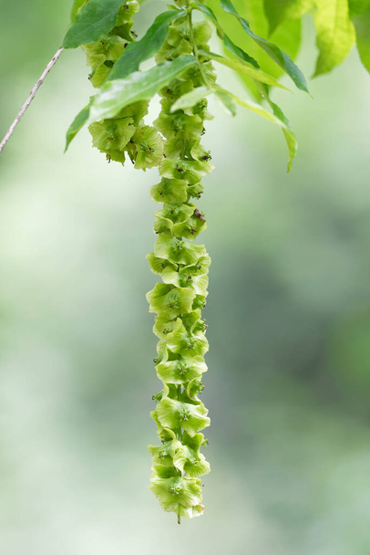 pterocarya fraxinifolia, fruits de noyer blanc ou de noyer caucasien - Photo, image
