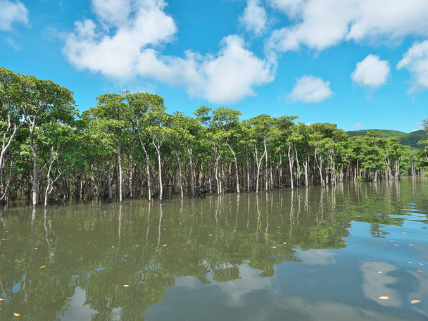 Okinawa, Japón - 13 de julio de 2021: Hermoso bosque de manglares a lo largo del río Nakama en la isla de Iriomote, Okinawa, Japón - Foto, Imagen