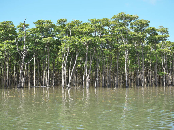 Okinawa, Japan - 13 juli 2021: Prachtig mangrovebos langs de rivier Nakama op het eiland Iriomote, Okinawa, Japan - Foto, afbeelding