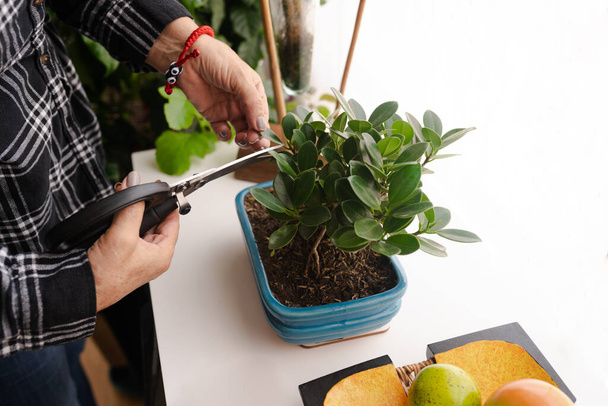 A female taking care of plants with big scissors in her hand - Foto, Imagem