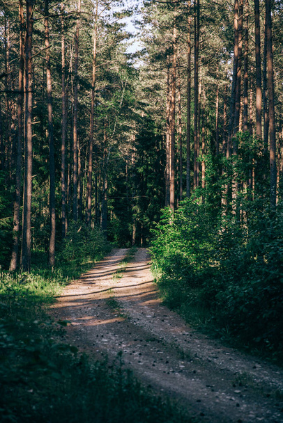A vertical shot of a narrow path in the forest - perfect for wallpaper - Fotografie, Obrázek
