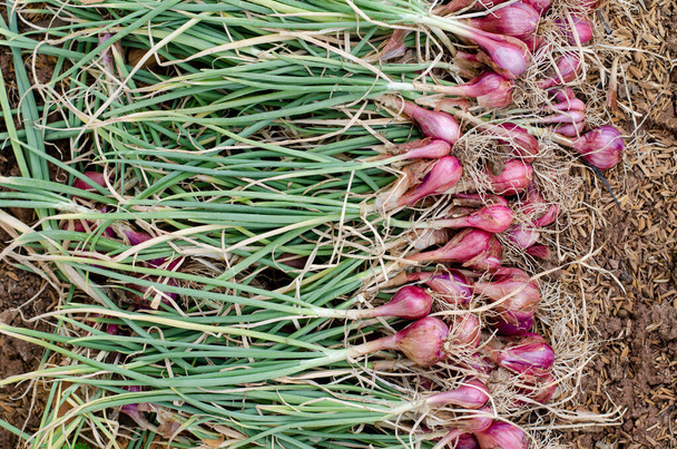 Органічна рослина червоної цибулі після збирання з ферми
 - Фото, зображення