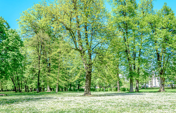 A beautiful meadow with white flowers and green trees - Foto, afbeelding