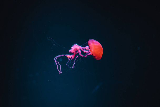 A selective focus of a jellyfish swimming inside Jakarta Aquarium & Safari in Indonesia - Zdjęcie, obraz