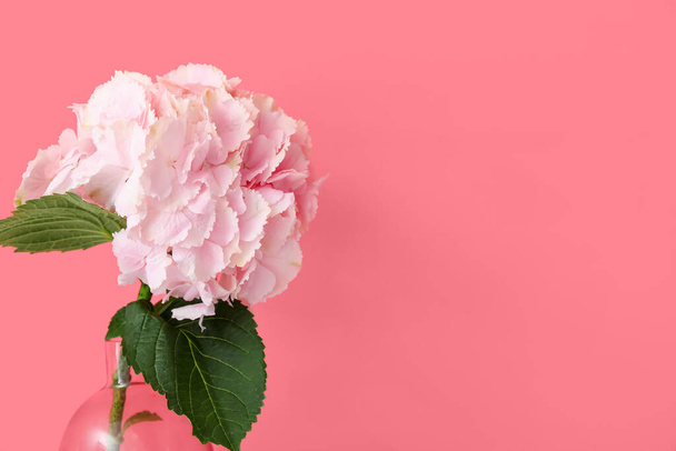 váza gyönyörű hortenzia virágok a színes háttér - Fotó, kép