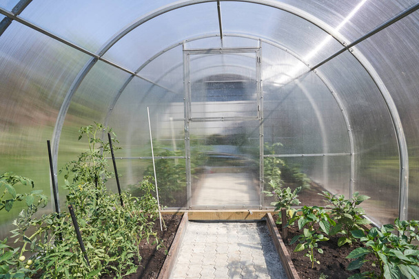 Szklarnia z rosnącymi pomidorami i papryką, ogrodnictwo, doskonałe rolnictwo - Zdjęcie, obraz