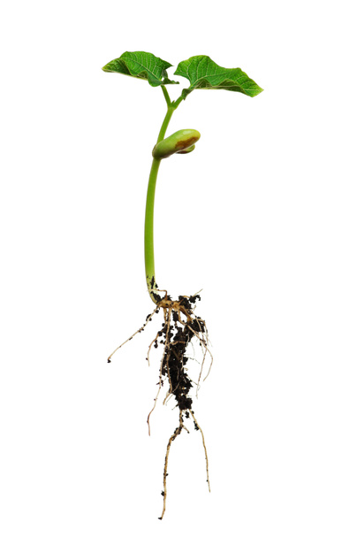 Plant with roots - Photo, Image