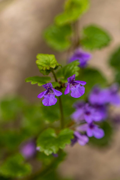 Glechoma hederacea growing in the field - Photo, Image