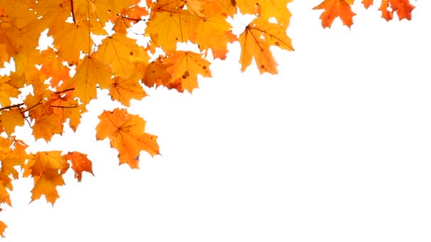 Javorové listy na podzim izolovaných na bílém. místo pro váš text. - Záběry, video