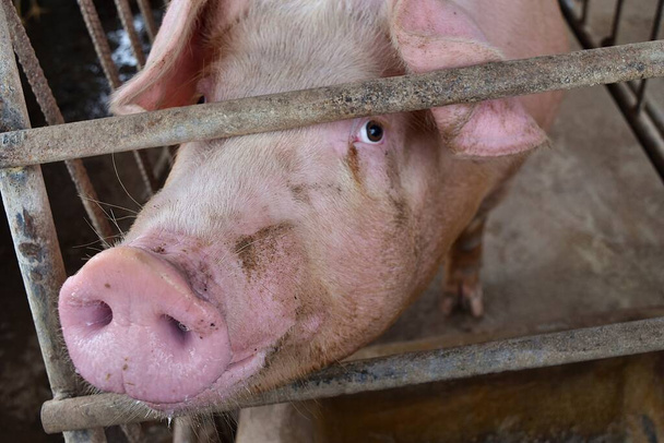 Рожева свиня в клітці, очі тварин наповнені почуттям і інтелектом, сільськогосподарські тварини в Таїланді   - Фото, зображення