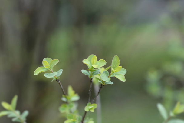 Pikkulevät kuusama lehdet - latinankielinen nimi - Lonicera microphylla - Valokuva, kuva