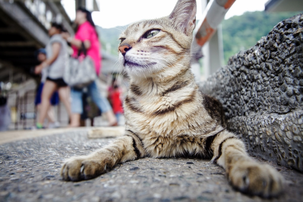 Katze mit schönem Hintergrund - Foto, Bild