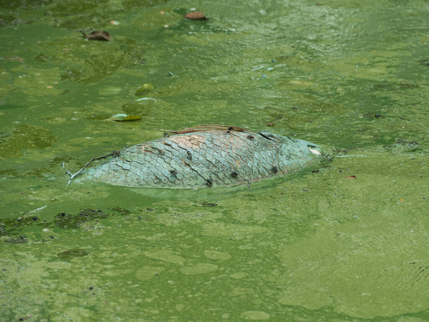 Dead fish in the river pollution due to industrial factory, no environmental protection. - Photo, Image