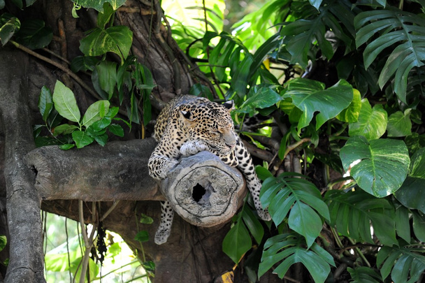 Leopard - Foto, Bild