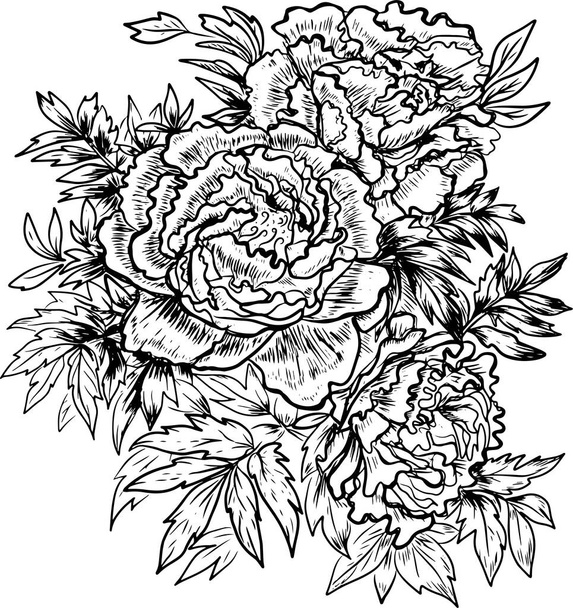 Пионы цветы Графика гравировка ручной работы иллюстрации векторная печать текстильная винтажная растительность - Вектор,изображение