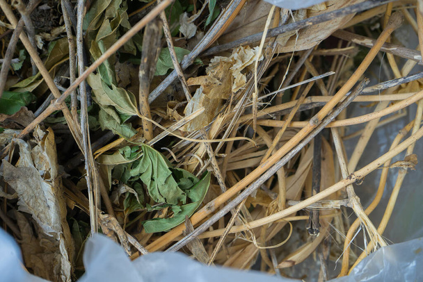 Sucha, uschnięta trawa w białej plastikowej torbie przygotować do kompostowania - Zdjęcie, obraz