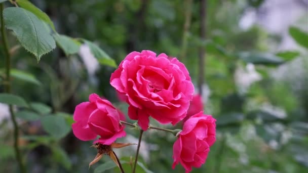 Vörös rózsák. Piros rózsák a kertben. - Felvétel, videó