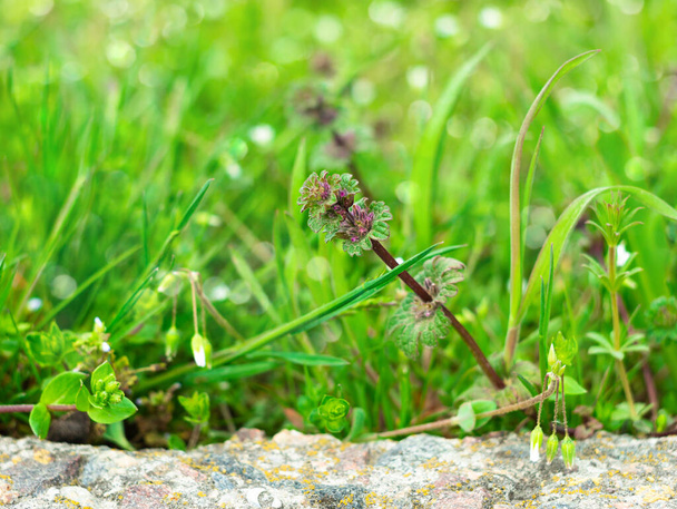 Flores púrpuras silvestres sobre hierba verde fresca borrosa bokeh increíble fondo de la naturaleza. Tranquilo primer plano violeta plantas macro fondo de pantalla. Hermoso protector de pantalla de flores del prado en el escritorio. Copiar espacio. - Foto, imagen