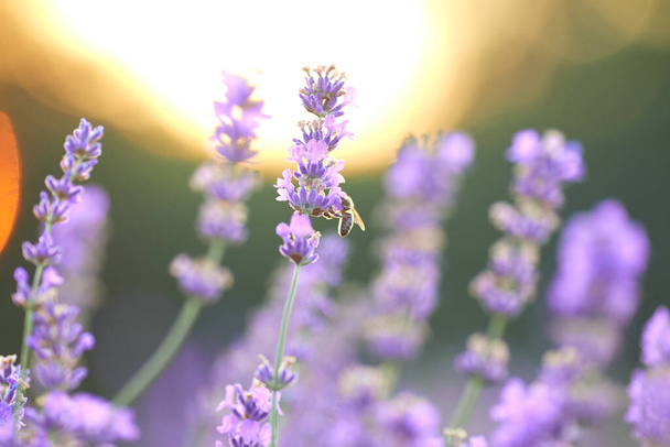 Purple blooming flowers in lavender field. - Foto, Bild