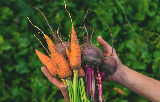 Чоловік-фермер тримає в руках моркву і буряк. Вибірковий фокус. Їжа
. - Фото, зображення