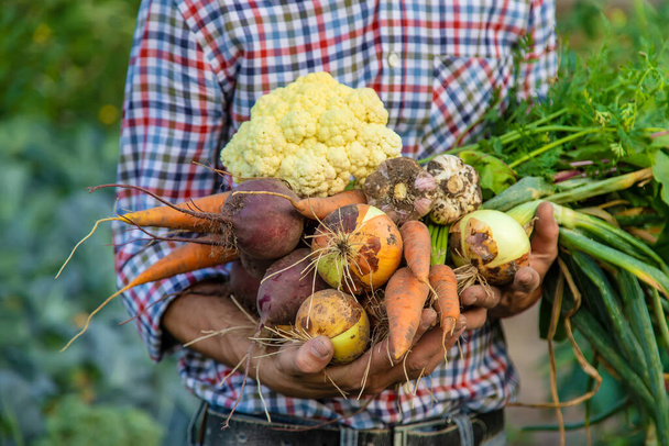 Un agriculteur tient des légumes dans ses mains dans le jardin. Concentration sélective. Produits alimentaires. - Photo, image