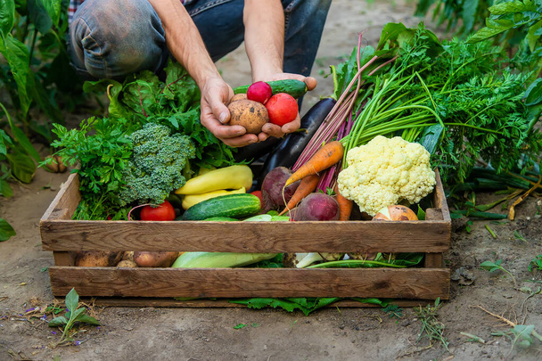 Egy férfi farmer zöldségeket tart a kezében a kertben. Szelektív fókusz. Élelmiszer. - Fotó, kép