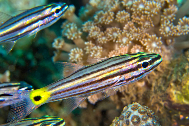 Toothy Cardinalfish, Cheilodipterus isostigma, Bunaken National Marine Park, Bunaken, Noord Sulawesi, Indonesië, Azië - Foto, afbeelding