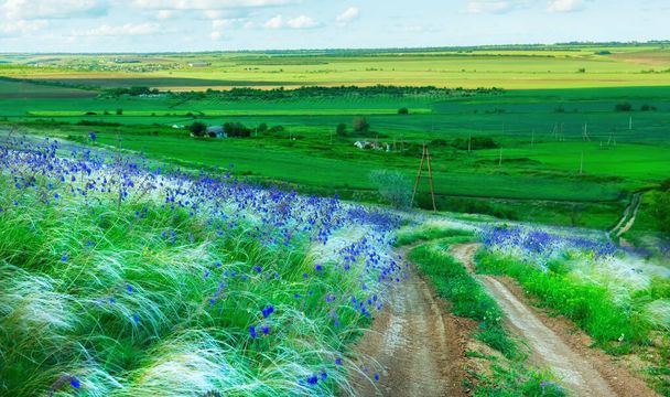 Dirt road among the hills overgrown with grass grass and lilac sage flowers. Wonderful wild spring landscape. - Foto, Imagem