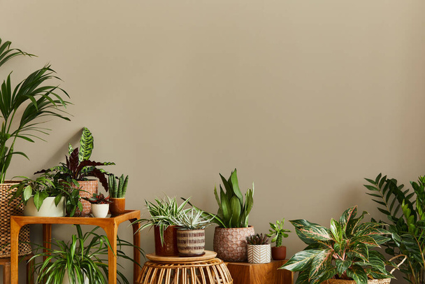 Stylish composition of home garden interior filled a lot of beautiful plants, cacti, succulents, air plant in different design pots. Home gardening concept Home jungle. Copy spcae. Template - Foto, afbeelding
