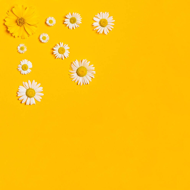 Яскравий фон з білими, жовтими ромашками. Ромашка у формі сонця на жовтому тлі. Плоский прошарок
 - Фото, зображення