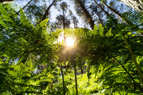 Дивлячись на Бракена в англійському лісі влітку на світанку - Фото, зображення