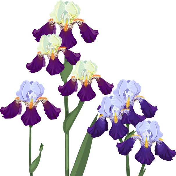 Purple and blue iris flowers isolated on white background irises - Vettoriali, immagini