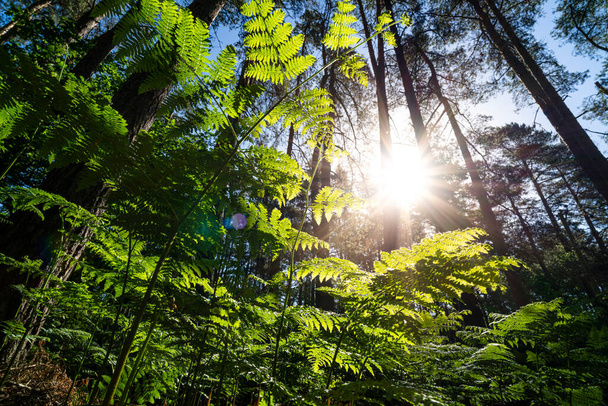 Дивлячись на Бракена в англійському лісі влітку на світанку - Фото, зображення