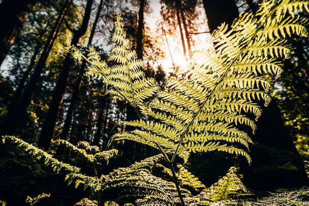 looking up through close up bracken fern leaves in an English woodland forest - 写真・画像