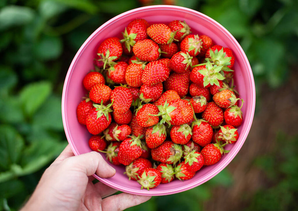 Κόκκινες ώριμες φράουλες βρίσκονται στην ανοιχτή παλάμη του χεριού μιας γυναίκας. Η έννοια της σωστής διατροφής, της γεωργίας, των φυσικών και υγιεινών τροφίμων. Καλλιεργείται με τα χέρια σας, χωρίς λιπάσματα, χωρίς ΓΤΟ - Φωτογραφία, εικόνα