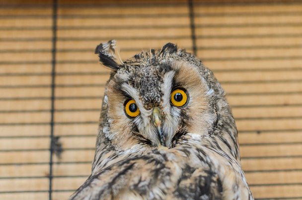 Long-eared owl in a cage - Φωτογραφία, εικόνα