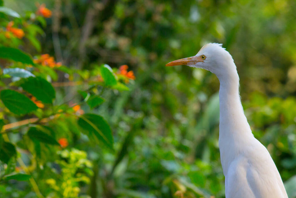 Bubulcus ibis Or Heron Or Commonly известен как "Цапля крупного рогатого скота" - космополитический вид цапли, обитающий в тропиках, субтропиках и умеренных зонах. Является единственным представителем монотипического рода Bubulcus,  - Фото, изображение