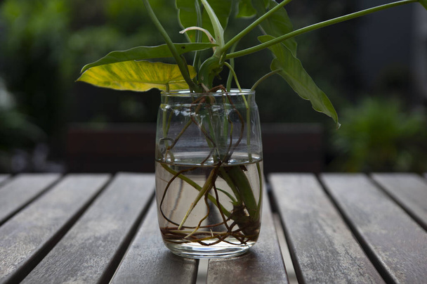 Plants in glass pots on a table made of wood - Fotoğraf, Görsel