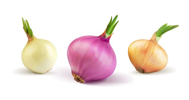 Set of different onions on a white background. Vector illustration. - Vector, Image