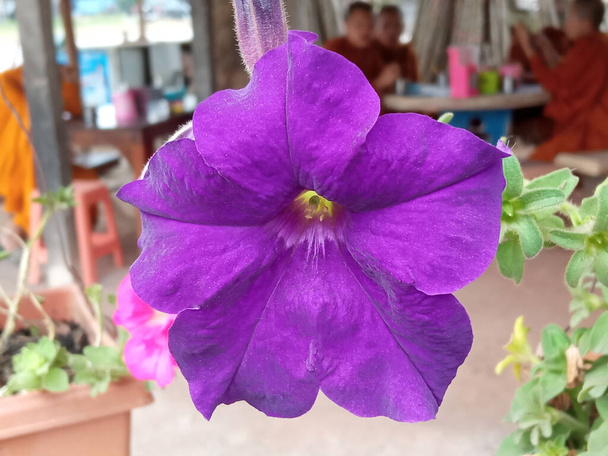 Close up singolo grande fiore di petunia viola fiore sfocato sfondo per foto di scorta o illustrazione, piante estive, viola floreale, surfinai fiore - Foto, immagini