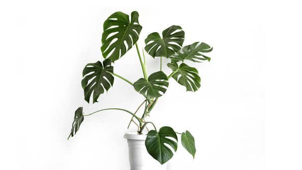 Monstera deliciosa or Swiss cheese plant in a white flower pot stands on a white pedestal on a white background. Stylish and minimalistic urban jungle interior. - Фото, изображение