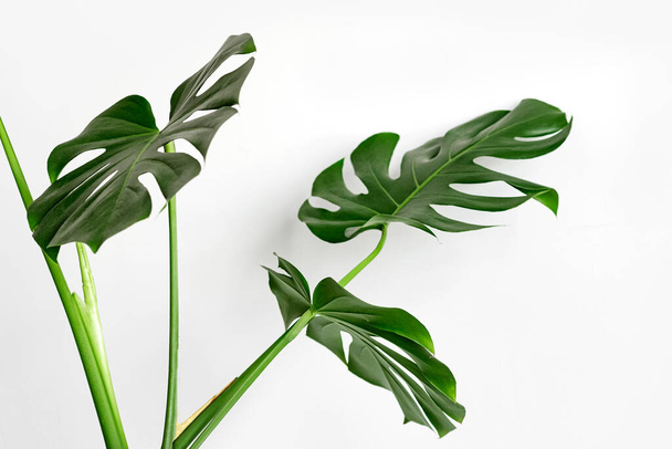 Monstera deliciosa or Swiss cheese plant on a white background. Stylish and minimalistic urban jungle interior. Empty white wall and copy space - Fotoğraf, Görsel