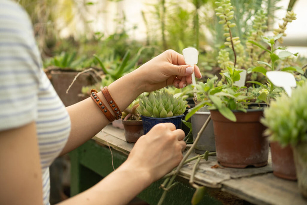 women hand holding succulent in clay and plastic pots in greenhouse. Sale of plants, seedlings for home. - Photo, Image