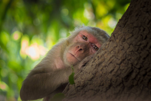 The Rhesus macaque monkey or Primate or also known as Macaca mulatta having a nap or sleeping under on the tree trunk during summer afternoon in a public park in India - Photo, Image